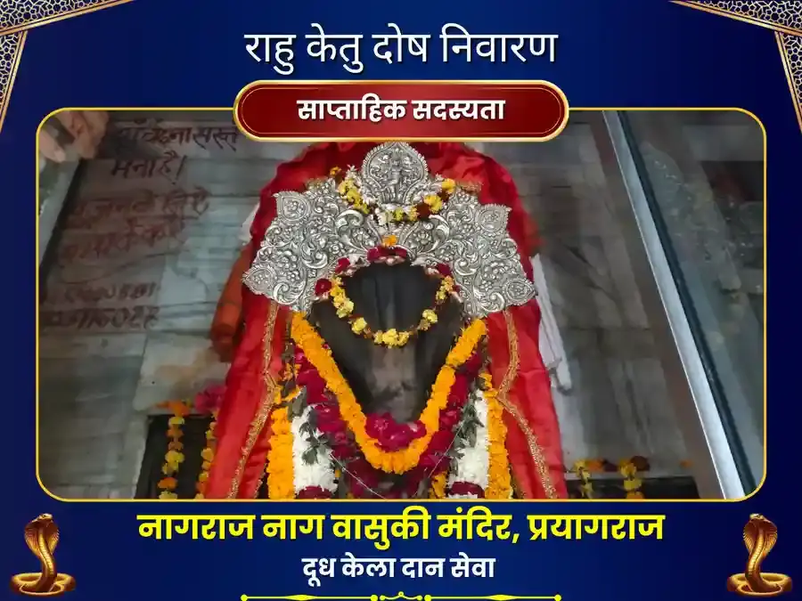 राहु केतु दोष निवारण साप्ताहिक दूध कला दान सेवा - नागवासुकि प्रयागराज - Utsav Puja