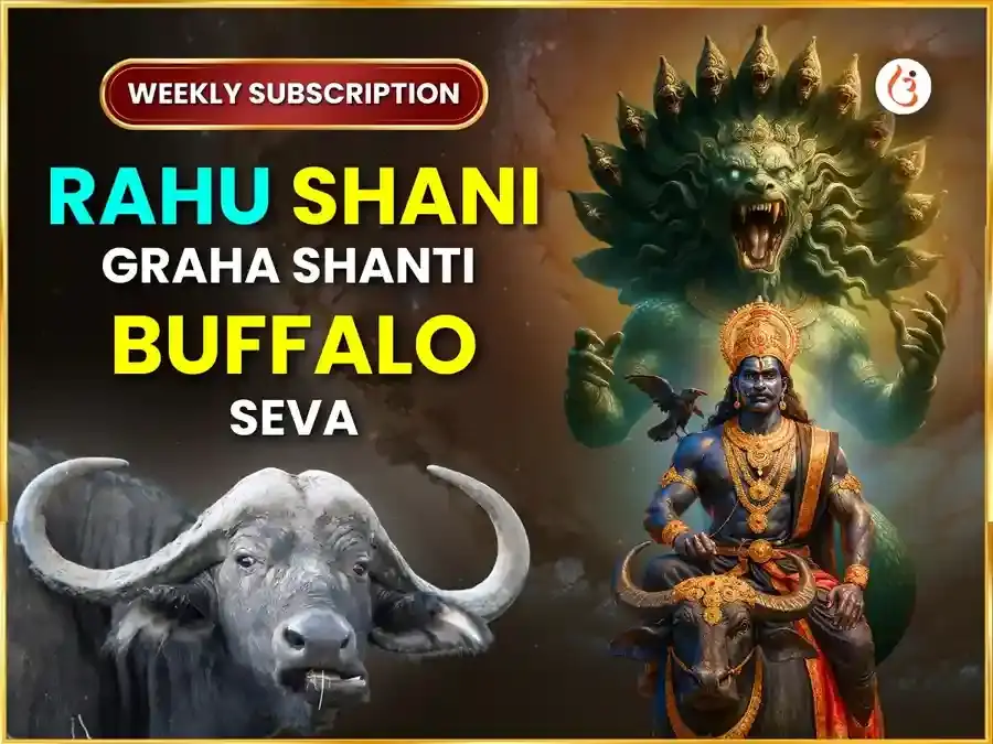 Shanivar Visesh Rahu Shani Graha Shanti Weekly Buffalo Seva - Utsav Puja
