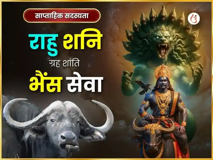 शनिवार विशेष राहु शनि ग्रह शांति साप्ताहिक भैंस सेवा - Utsav Puja