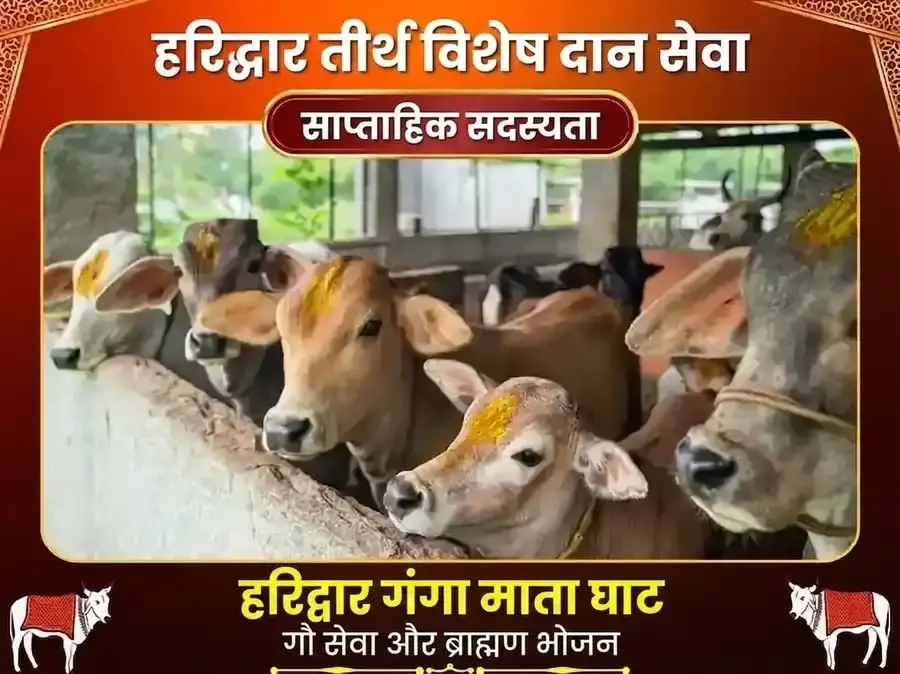 गुरुवार हरिद्वार गंगा घाट साप्ताहिक गौ सेवा एवं ब्राह्मण भोजन - Utsav Puja