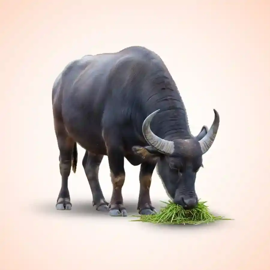 Slider sub event image