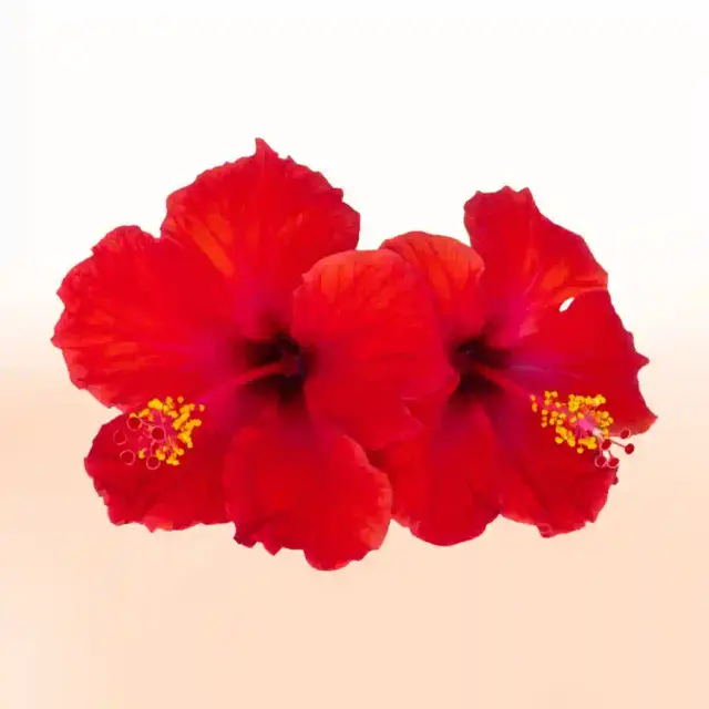 bhet image 42faaa34903f46c798ed8c1ccbc1a08e