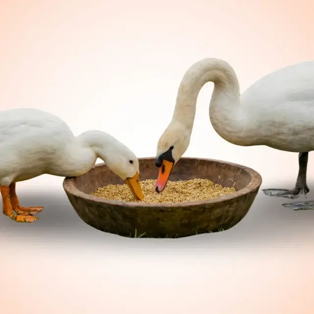 bhet image d824b5d1270a43488b3305f41461e416