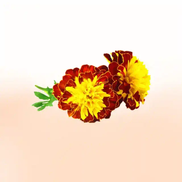 bhet image 6dde8a637cc54a8d92b62f0b2a117e5d