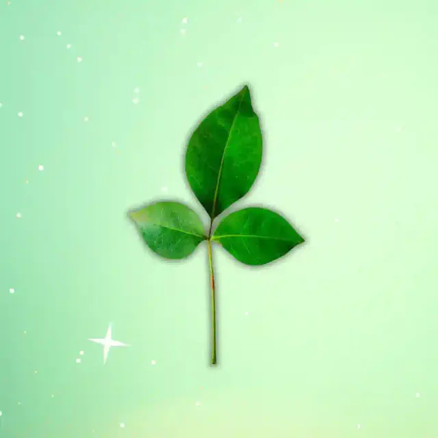 bhet image b8fa902ba8a74e9ab9a37e956008f45c