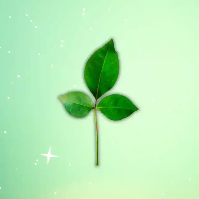 bhet image 2937215fd4f24b5aa68d2fd70ea2c0a1