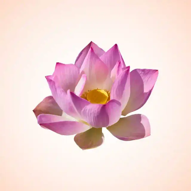 bhet image 2ba0b718cd98441089561ad32684978c